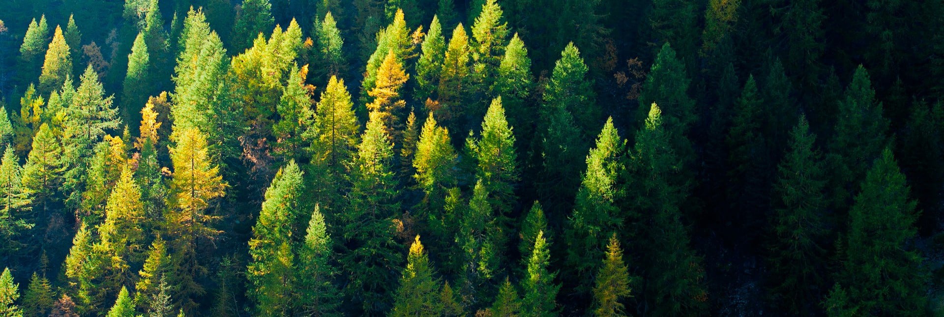 хижа